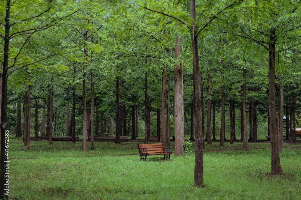 Nami Island & Chuncheon Tour 4